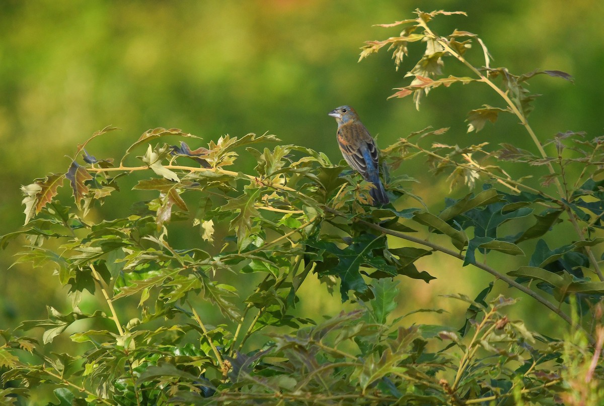 Blue Grosbeak - ML583274231