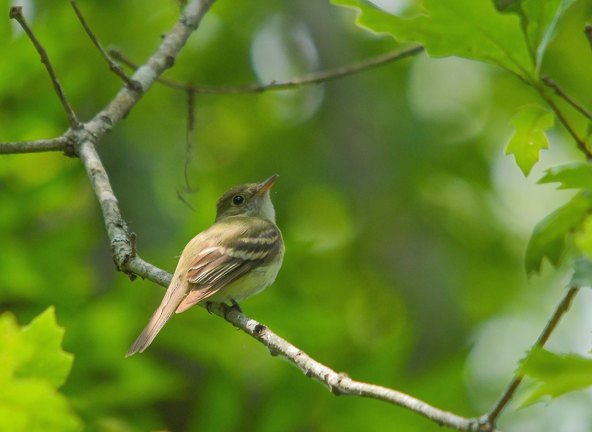 Acadian Flycatcher - ML583274431