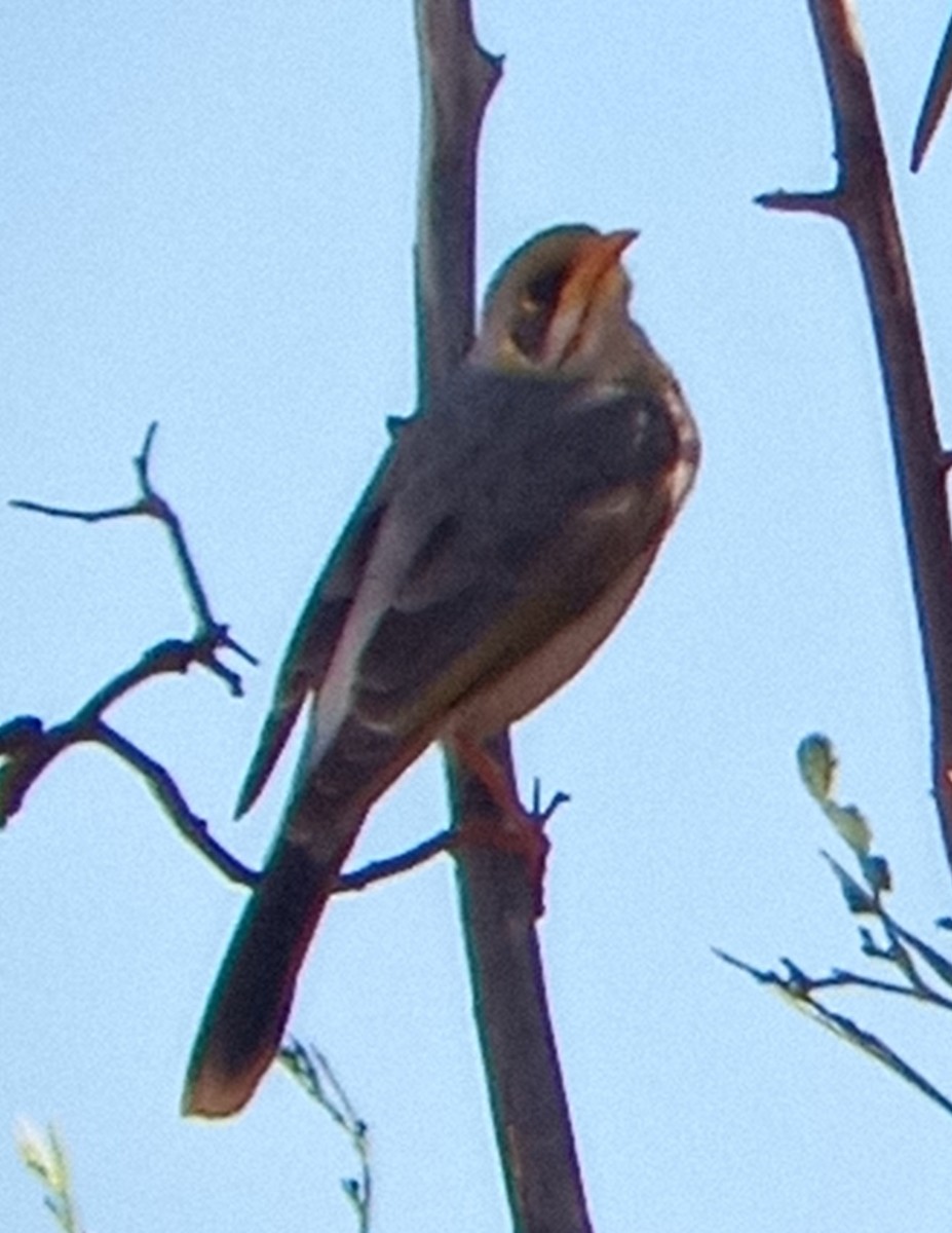 Yellow-throated Miner - ML583276281