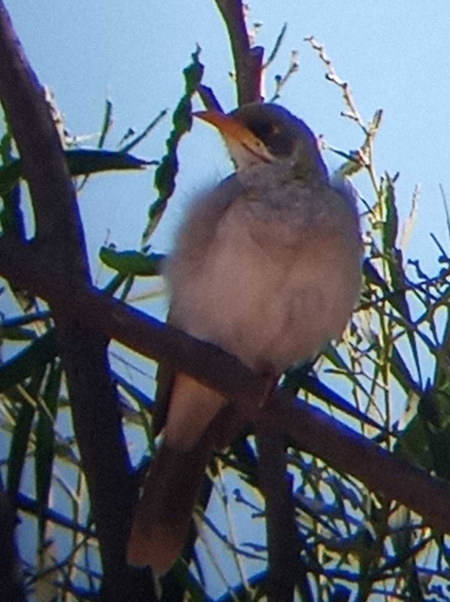 Yellow-throated Miner - ML583276291