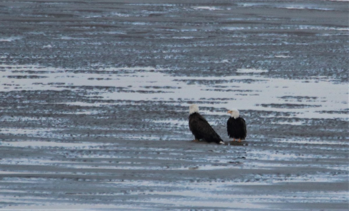 Bald Eagle - ML583276401