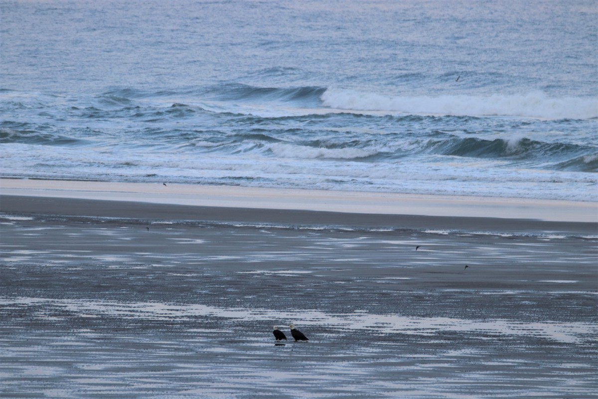 Bald Eagle - ML583276411