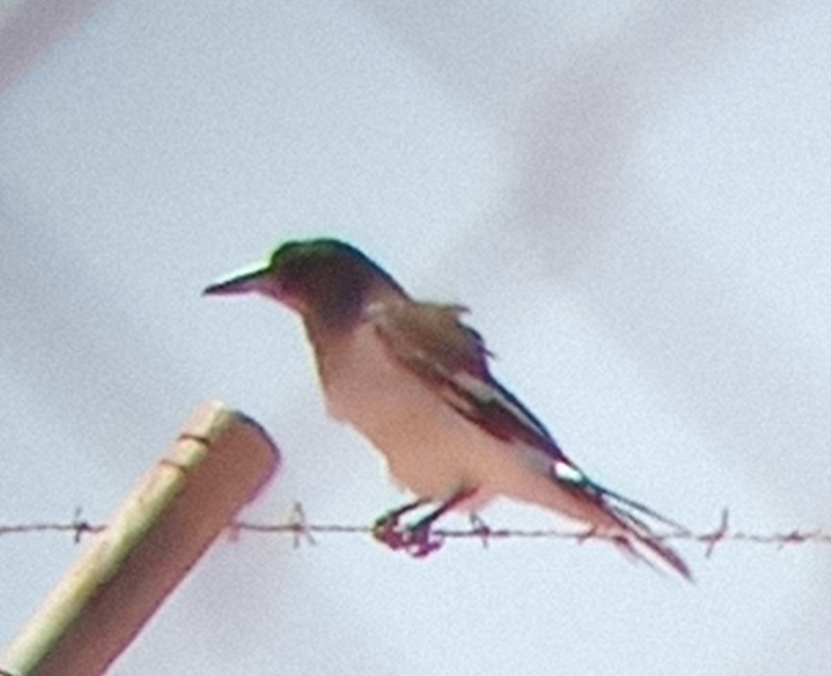 Pied Butcherbird - ML583276431