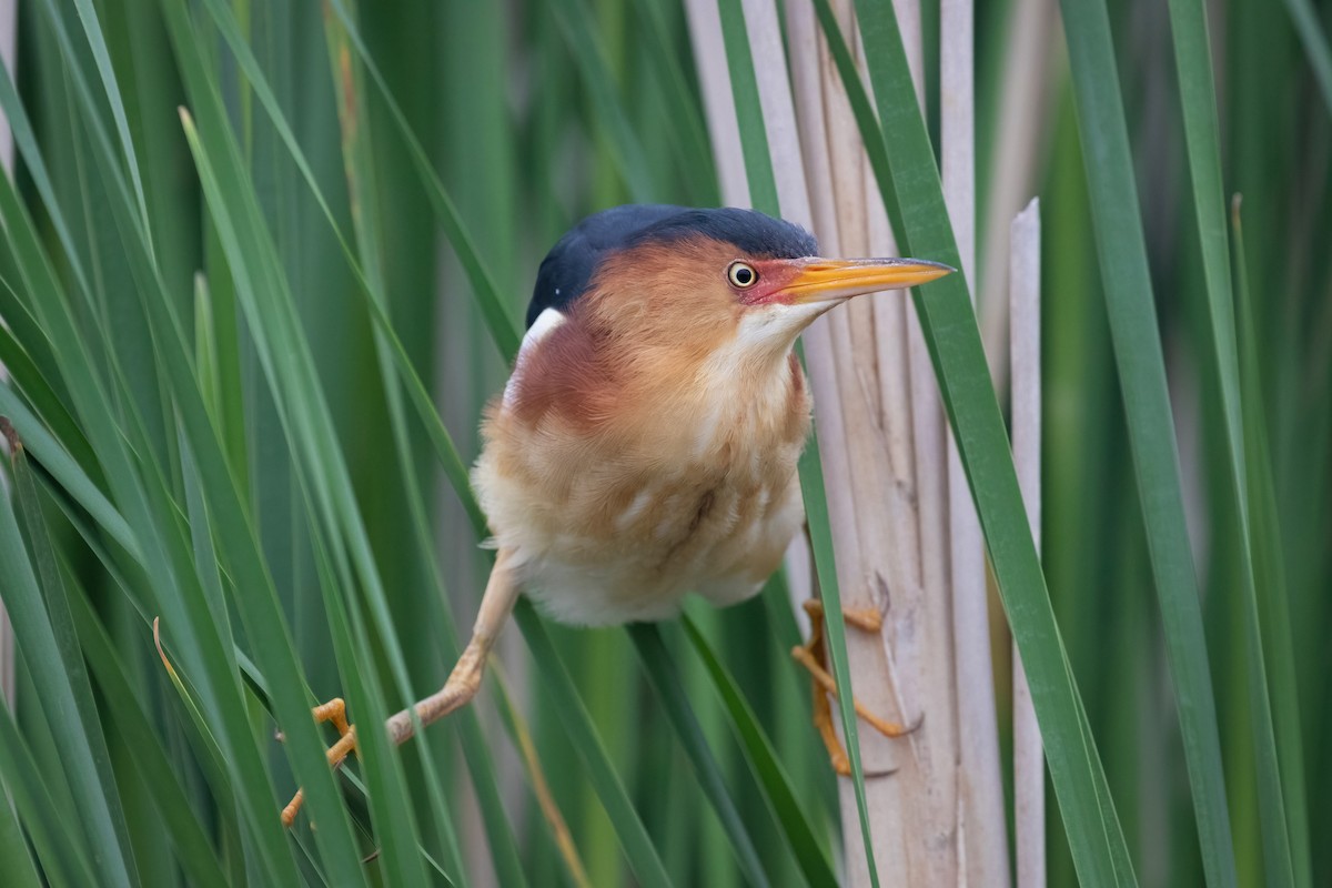 Least Bittern - ML583276821