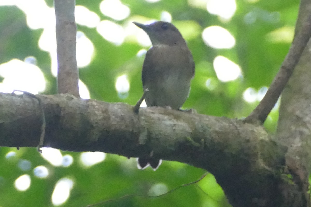 Negros Jungle Flycatcher - ML583278231