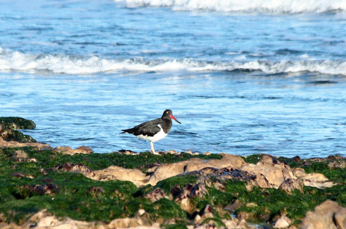 Magellanic Oystercatcher - ML58327831