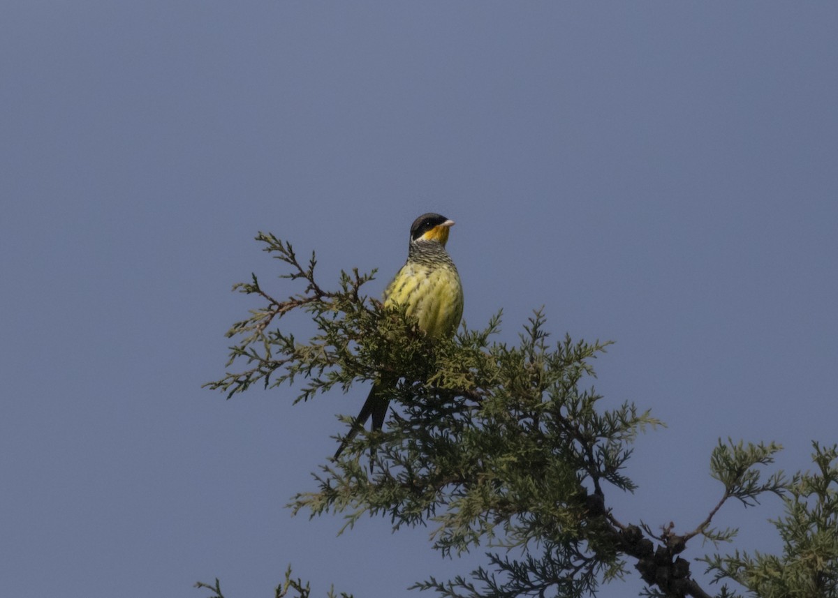Swallow-tailed Cotinga (Swallow-tailed) - Silvia Faustino Linhares
