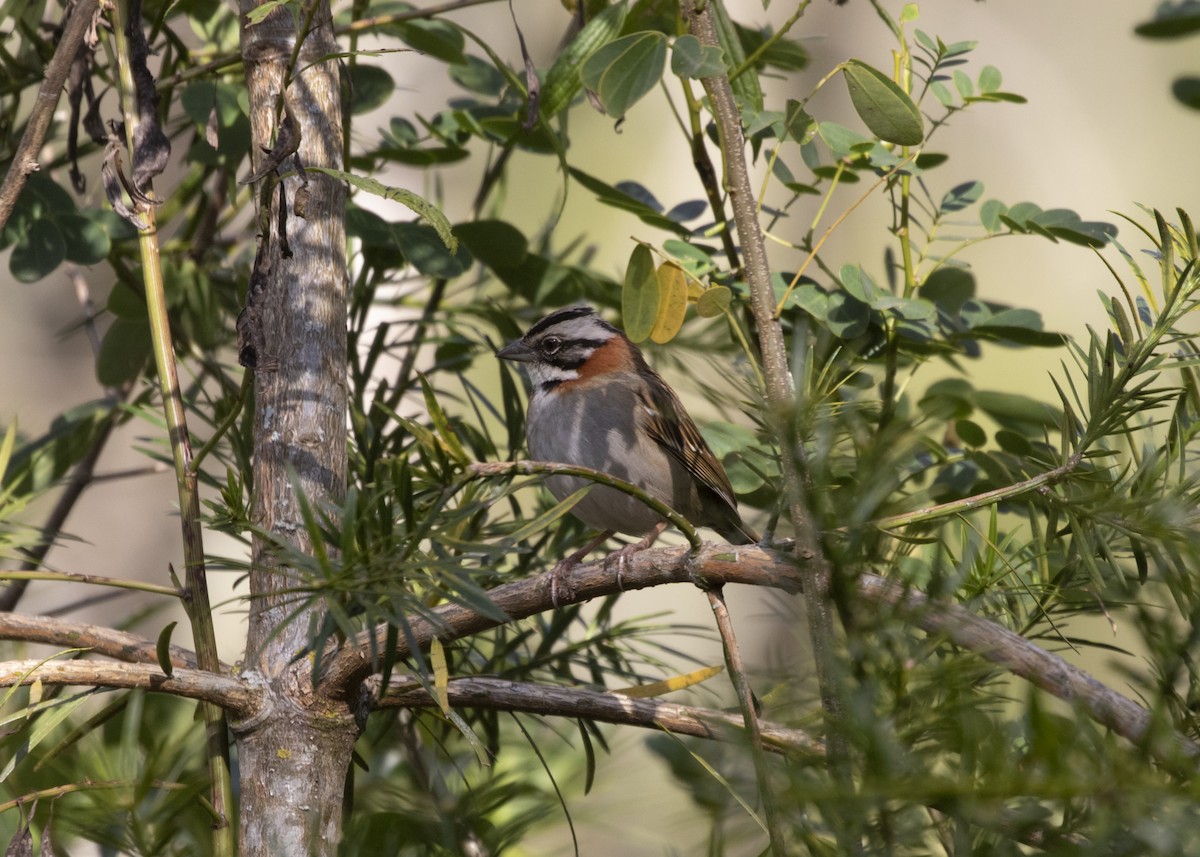 Rufous-collared Sparrow (Rufous-collared) - Silvia Faustino Linhares