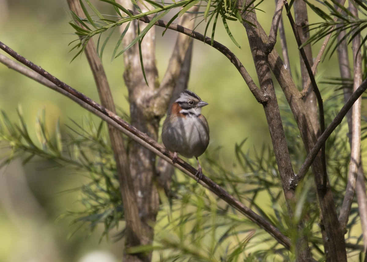 Rufous-collared Sparrow (Rufous-collared) - Silvia Faustino Linhares