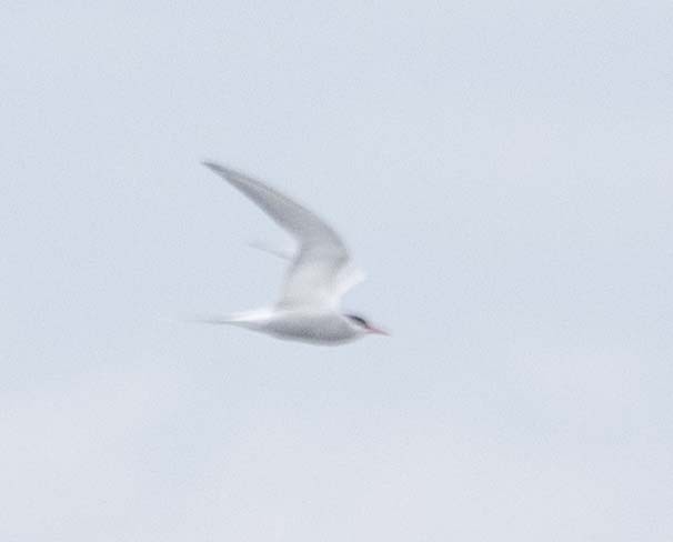 Arctic Tern - ML583280651