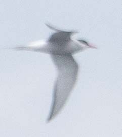 Arctic Tern - Chris Coppola