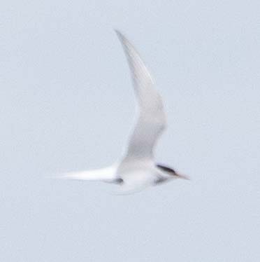 Arctic Tern - ML583280681