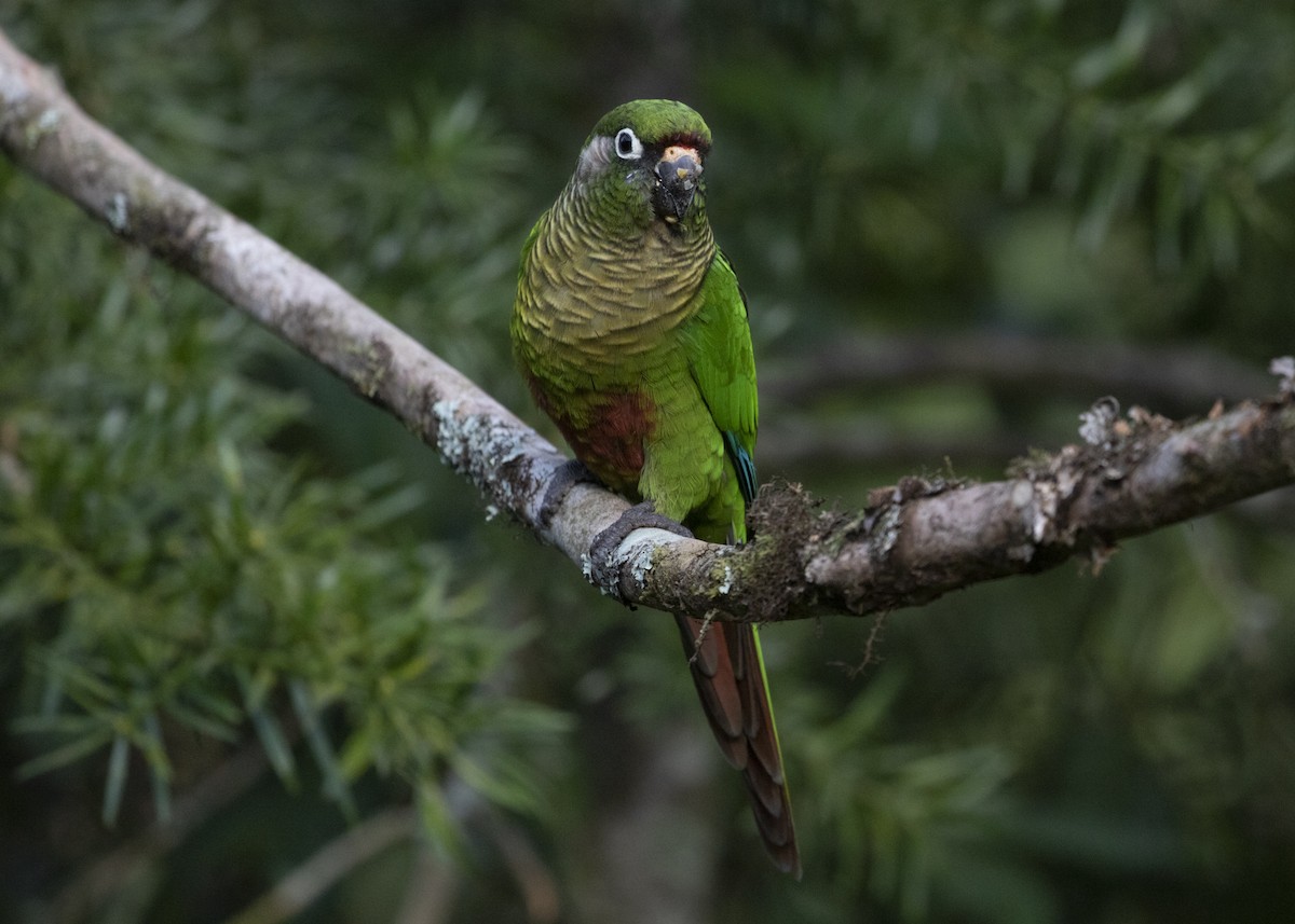 Maroon-bellied Parakeet (Maroon-tailed) - Silvia Faustino Linhares