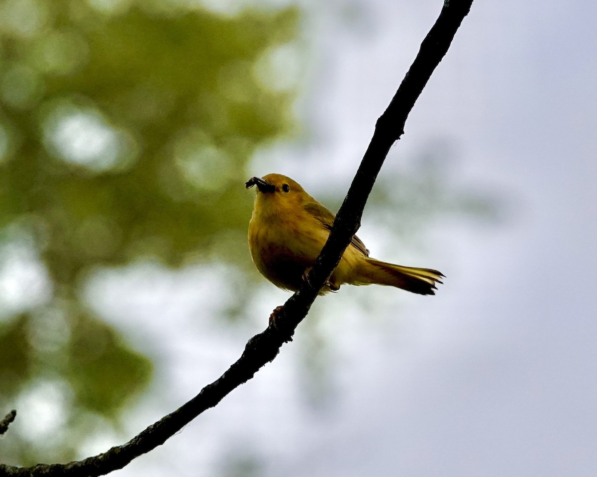 Yellow Warbler - ML583280811