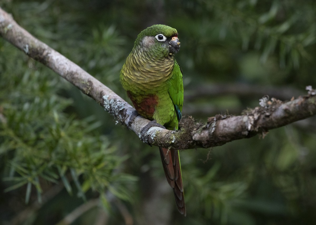 Maroon-bellied Parakeet (Maroon-tailed) - Silvia Faustino Linhares