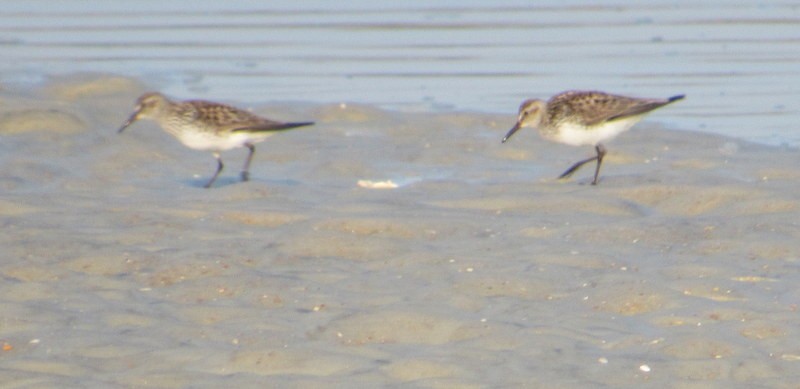 White-rumped Sandpiper - ML583281561