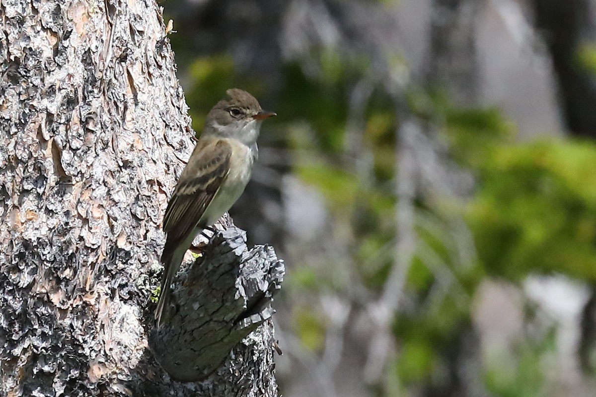 Willow Flycatcher - ML583282151