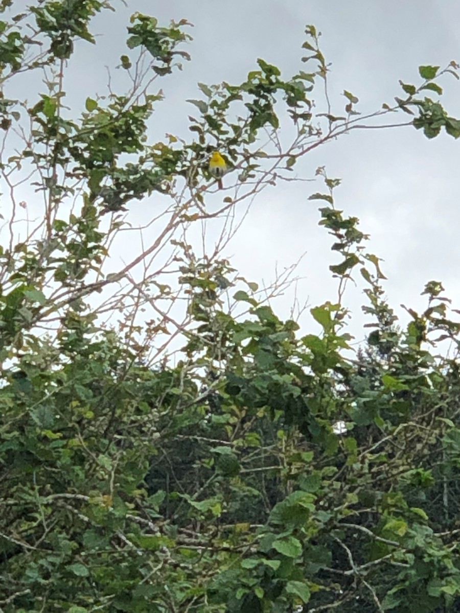 Yellow-breasted Chat - ML583282321