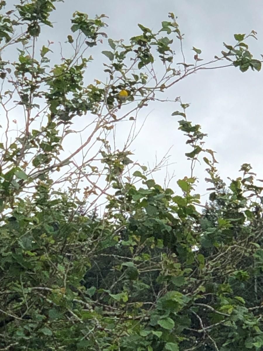 Yellow-breasted Chat - ML583282331