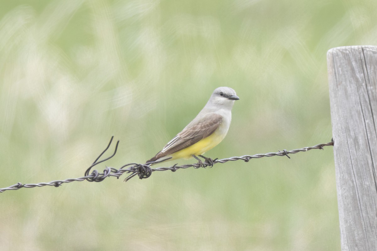 Western Kingbird - ML583282891