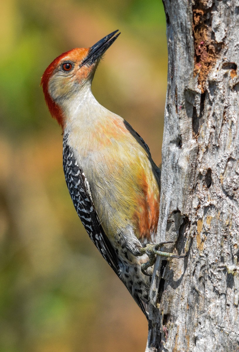 Red-bellied Woodpecker - ML583283741