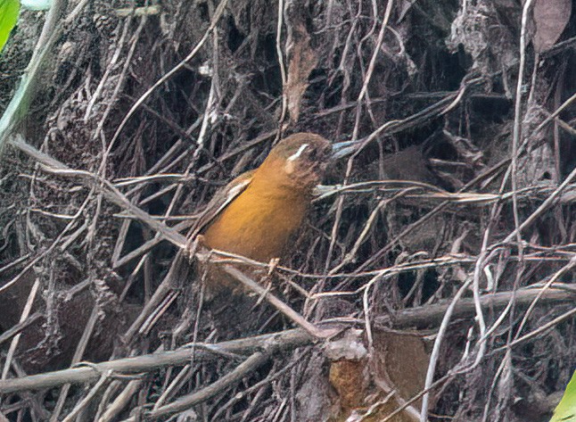 White-browed Piculet - ML583284151