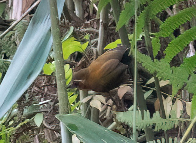 White-browed Piculet - ML583284161