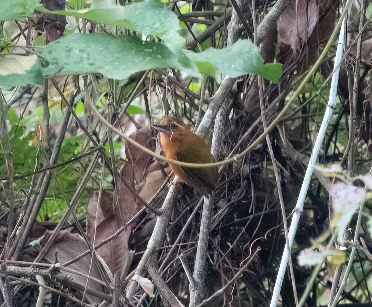White-browed Piculet - ML583284171