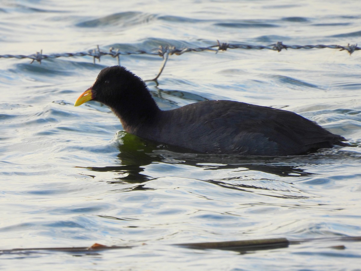 Red-fronted Coot - Graciela  Antenucci