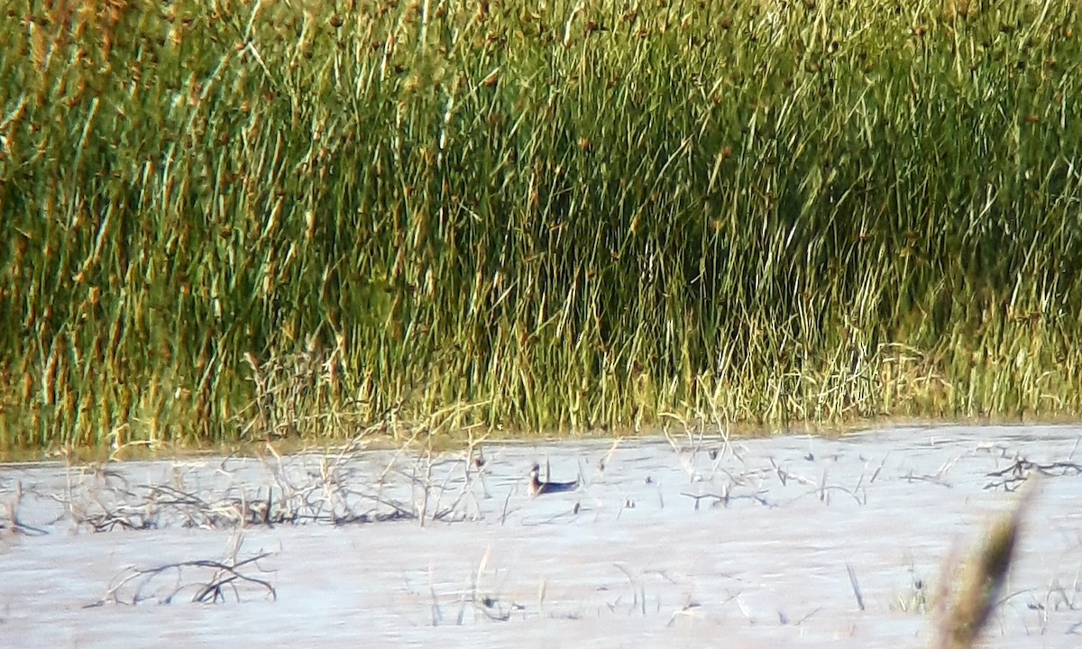 Red-necked Phalarope - ML583286301