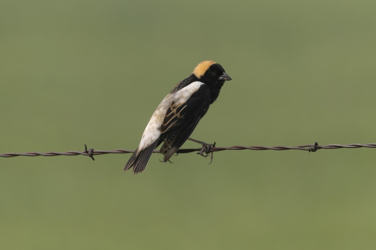 Goglu des prés - ML583287261