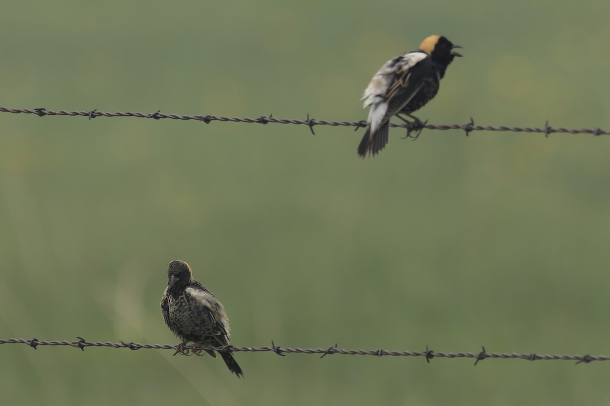 Goglu des prés - ML583287321