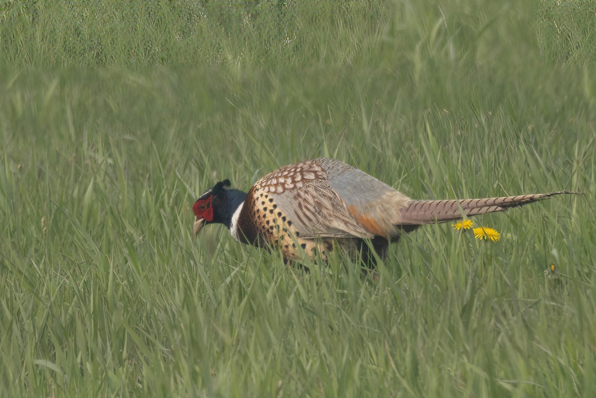 Faisan de Colchide - ML583287331