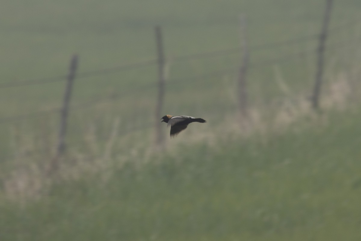 Goglu des prés - ML583287361