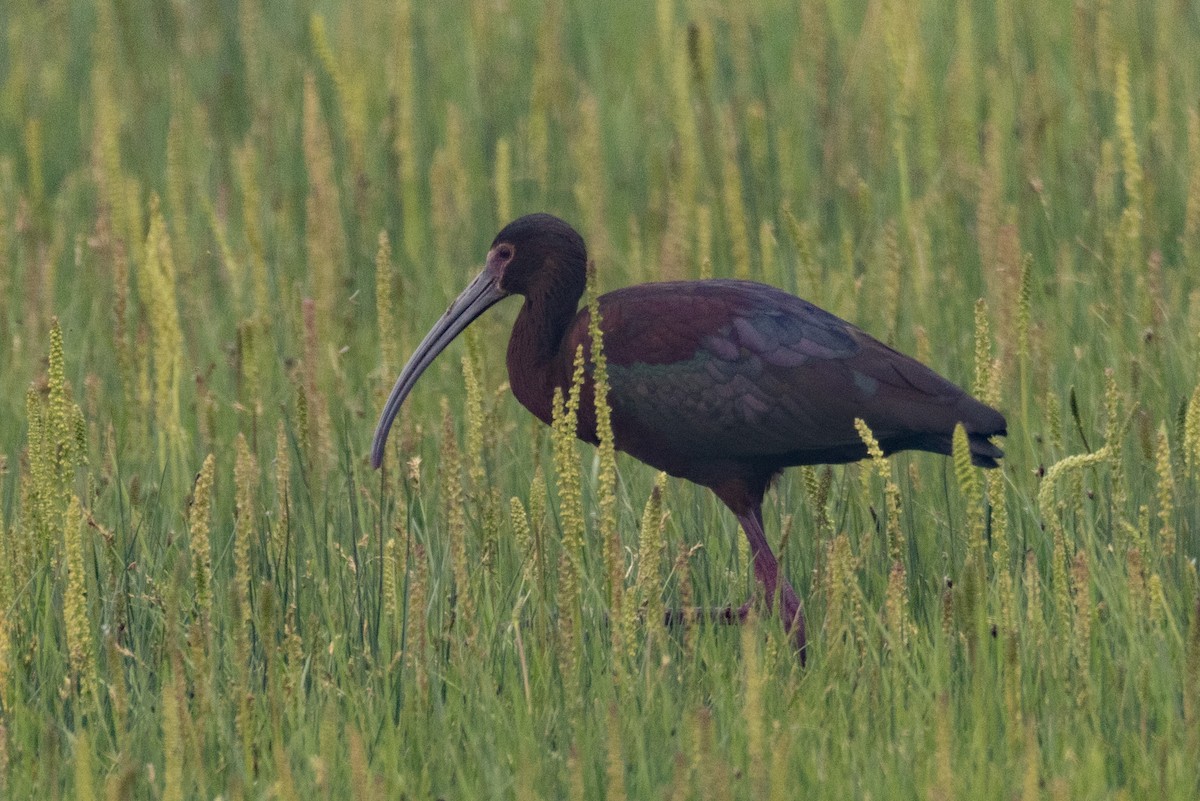 Ibis à face blanche - ML583287421