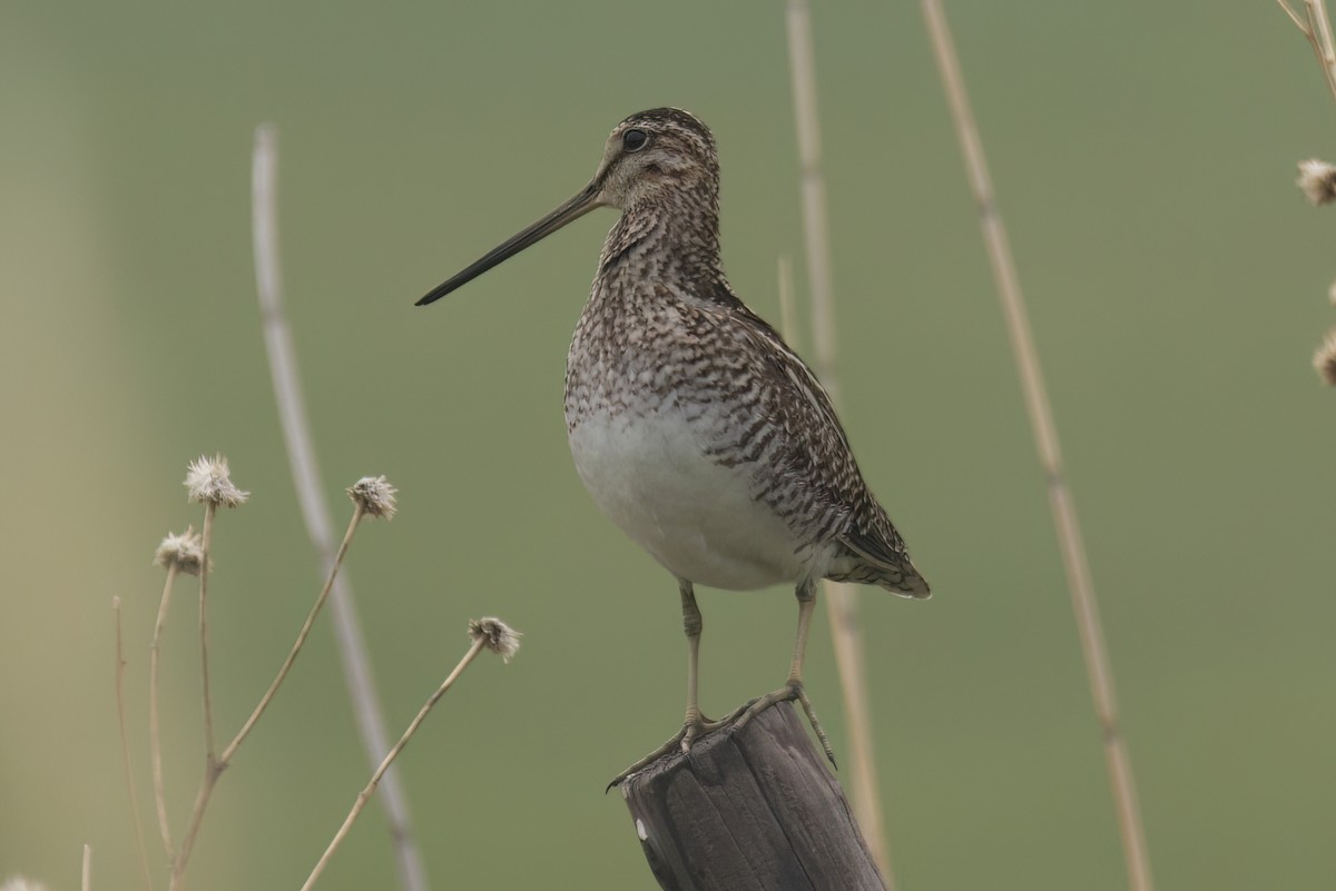 Bécassine de Wilson - ML583287491