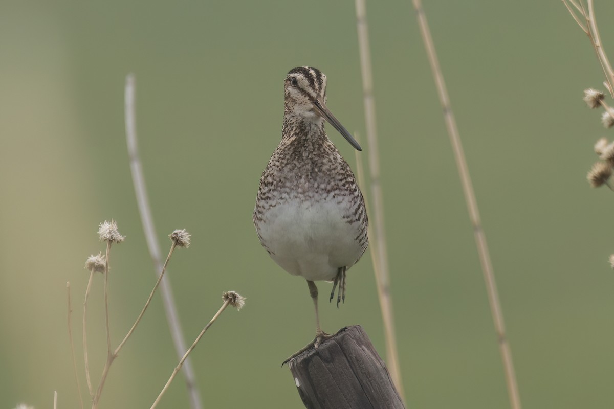 Bécassine de Wilson - ML583287501