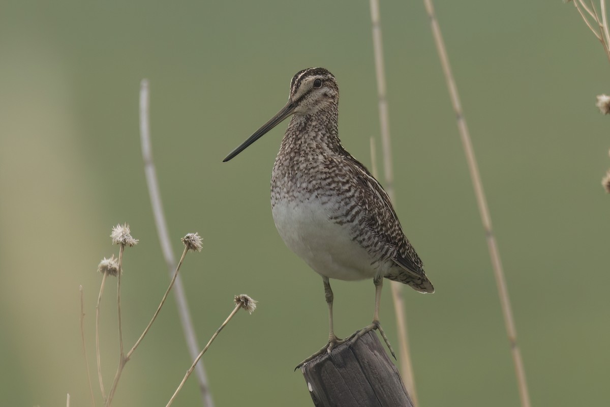 Bécassine de Wilson - ML583287511