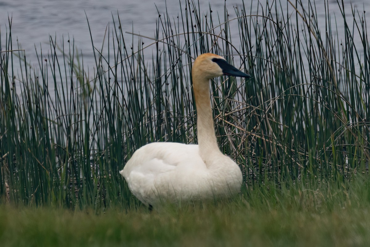 Cygne trompette - ML583287551