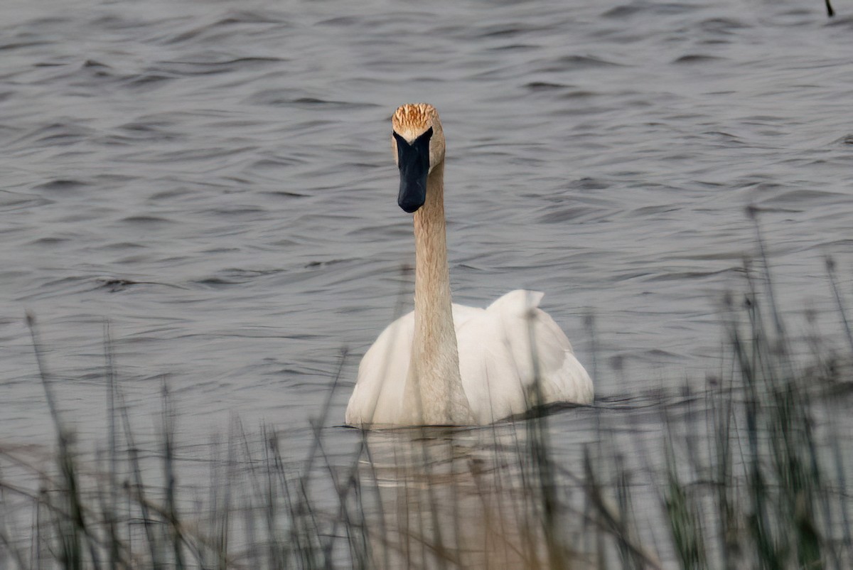 Cygne trompette - ML583287581