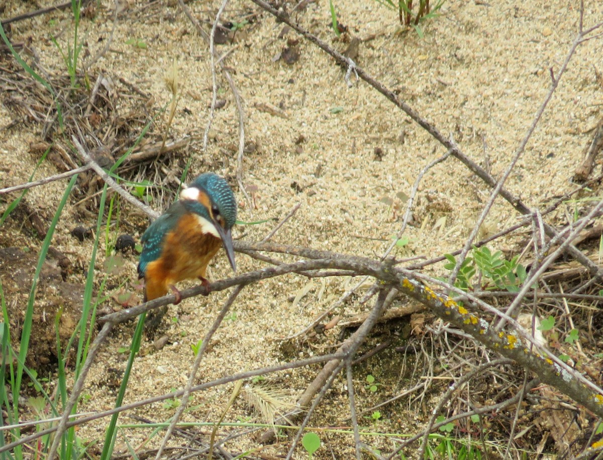 Common Kingfisher - C G E