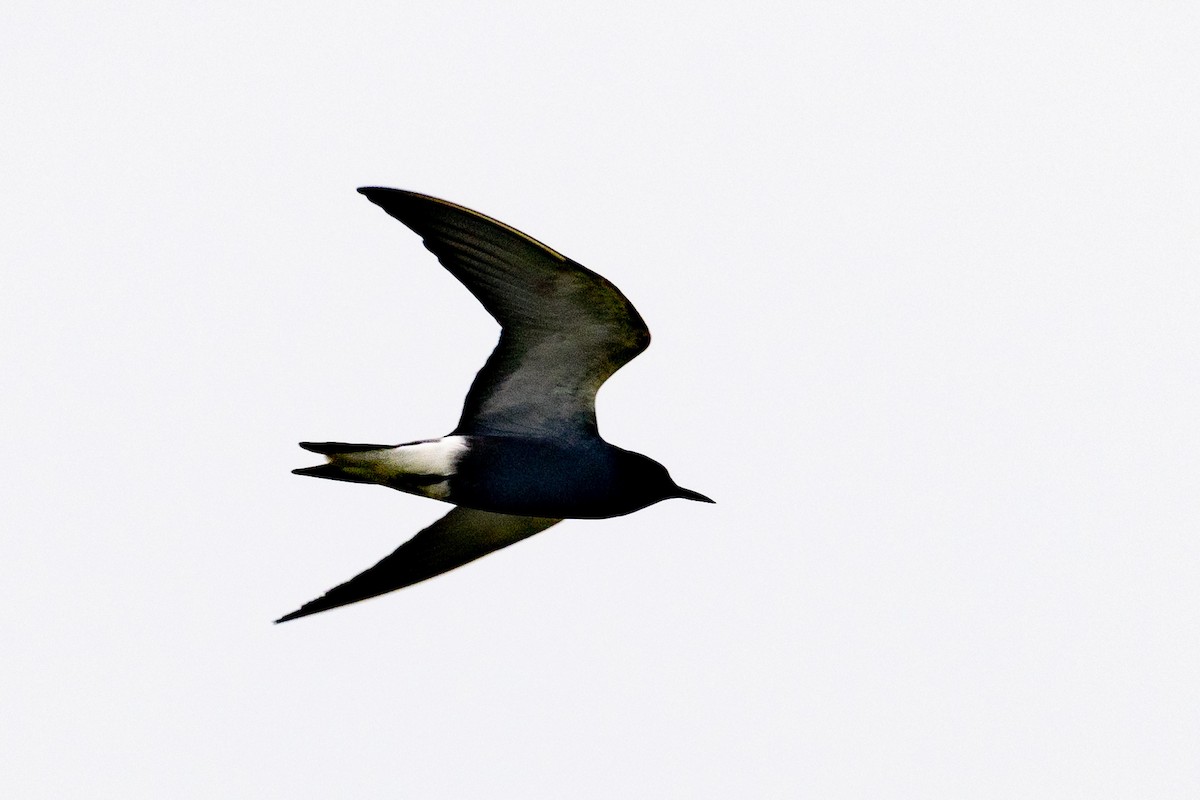 Guifette noire - ML583287671