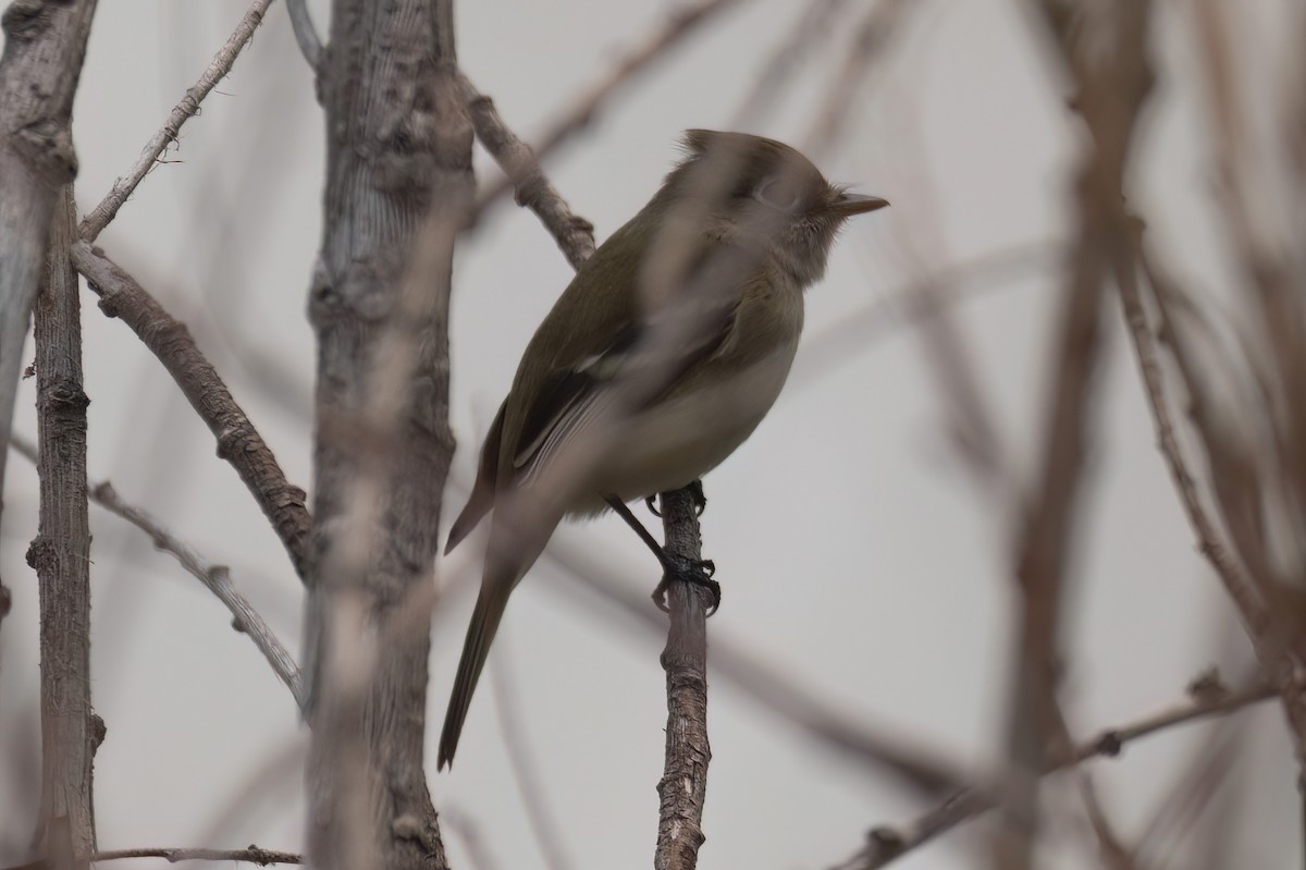 Moucherolle tchébec - ML583287781