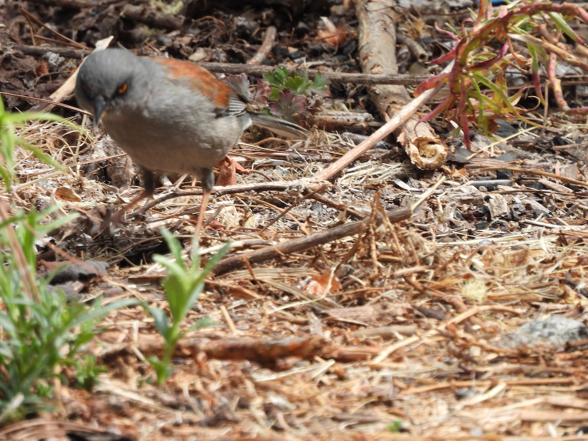 Junco aux yeux jaunes - ML583287981