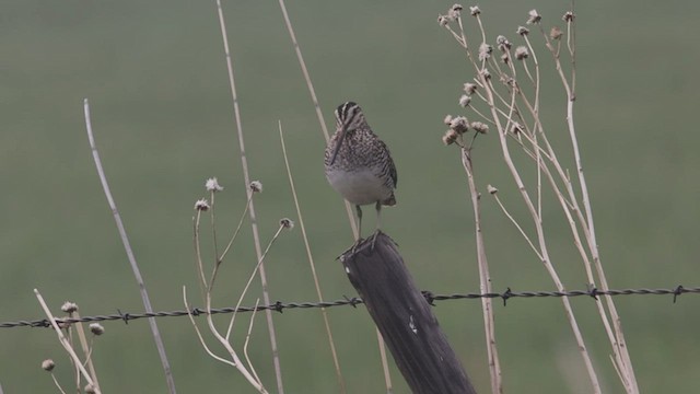 Wilson's Snipe - ML583288761