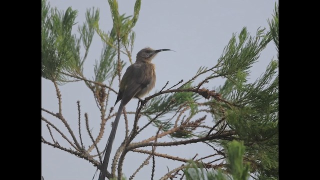 Promérops du Cap - ML583288861