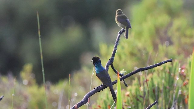 Souimanga orangé - ML583288941