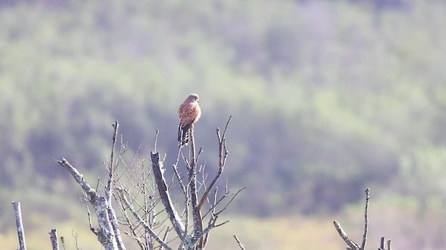 Rock Kestrel - ML583289071