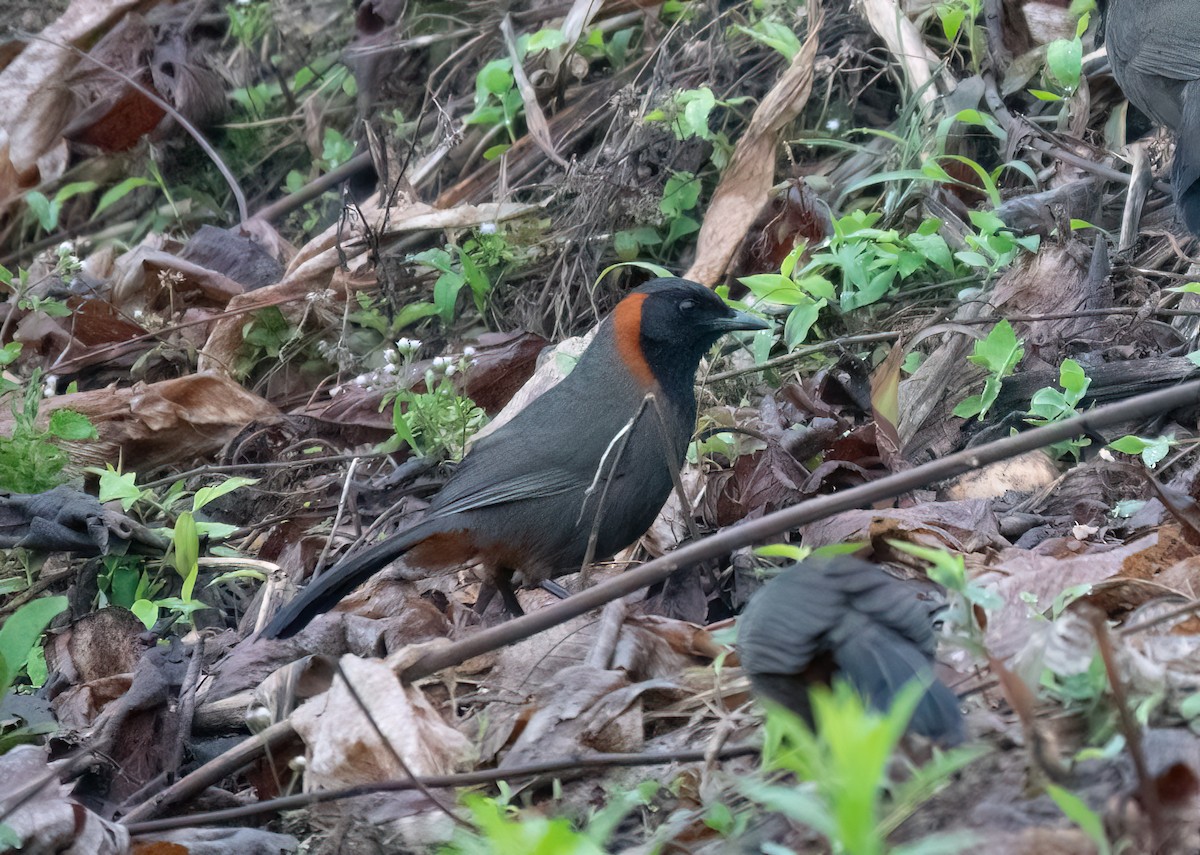Rufous-necked Laughingthrush - ML583289661