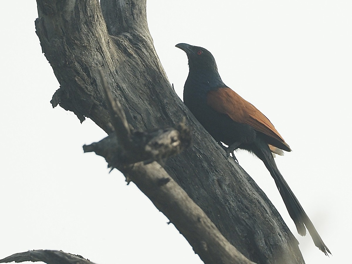 Greater Coucal - ML583289681